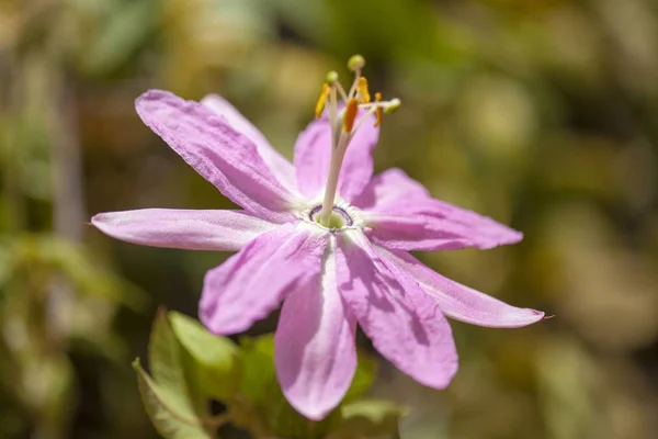 Pink Passiflora tarminiana flower — Stock Photo, Image